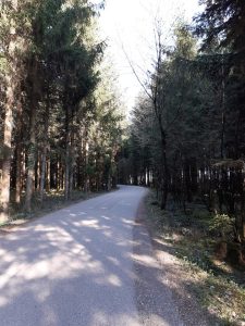 Ein foto vom einer Straße die durch den Wald führt.